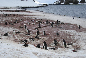Felder von Pinguinen