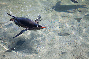 Schwimmender Pinguin