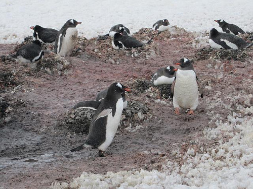 Eselpinguine