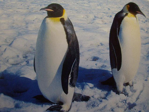 Kaiserpinguine