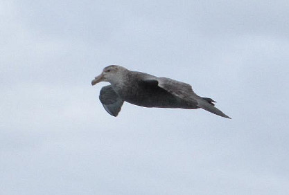 Kapsturmvogel