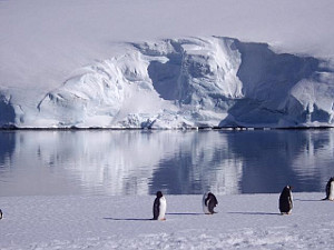 Pinguine
