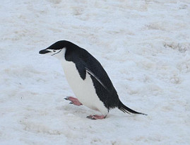 Zügelpinguin