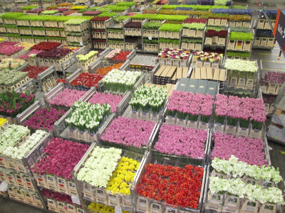 blumenauktion-aalsmeer