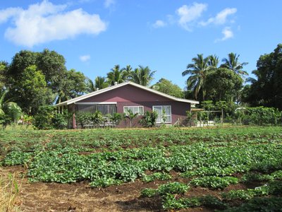 taro