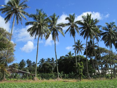 bauernhof-rarotonga