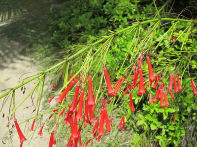 blumen-aitutaki
