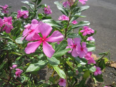 blumenkiste