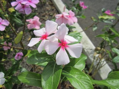 blumenkiste