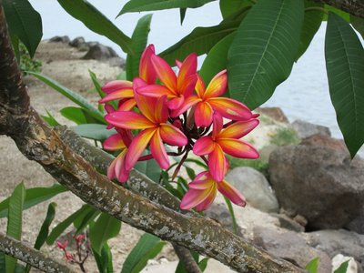 blumenpracht