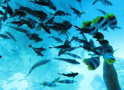 bora-bora-glasboot-fische