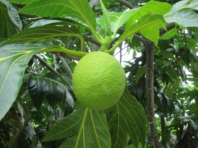 brotbaumfrucht