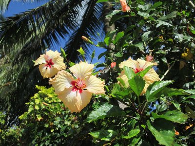 hibiskus