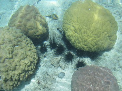 seeigel
