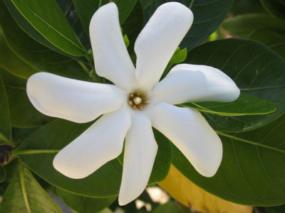tahiti-resort-gartenanlage