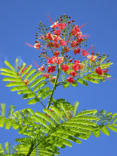 tahiti-resort-gartenanlage