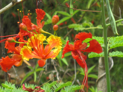 tahiti-resort-gartenanlage