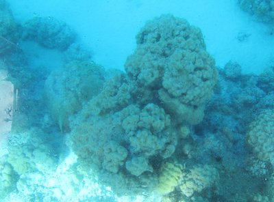 glasboot-korallen