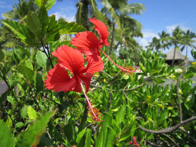 tahiti-resort-gartenanlage